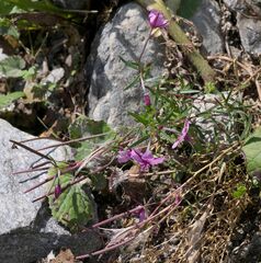 Chamaenerion fleischeri