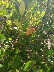 Arbutus