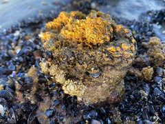 Pyura praeputialis