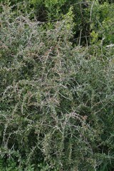 Gymnosporia polyacantha