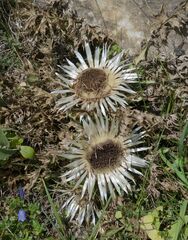 Carlina acaulis acaulis