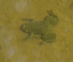 Xenopus laevis