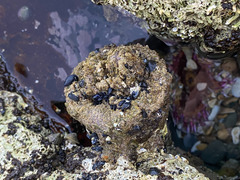 Pyura praeputialis