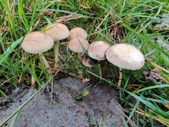 Protostropharia semiglobata