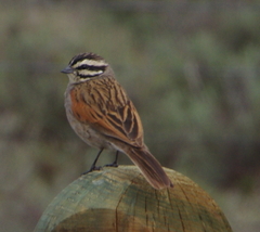 Emberiza capensis