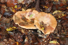 Lactarius scrobiculatus
