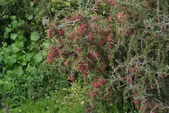 Gymnosporia polyacantha