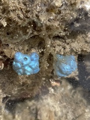 Polycitoridae