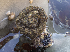 Pyura praeputialis