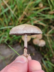 Protostropharia semiglobata