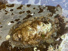 Polyplacophora