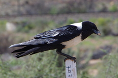 Corvus albus