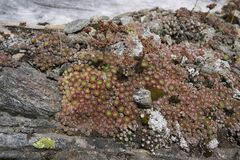 Sempervivum arachnoideum