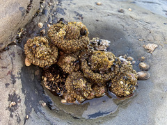 Pyura praeputialis