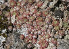 Sempervivum arachnoideum
