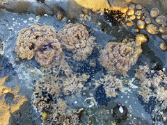Pyura praeputialis