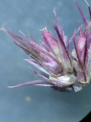 Amaranthus hypochondriacus