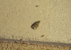 Dichomeris punctipennella