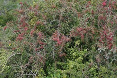 Gymnosporia polyacantha