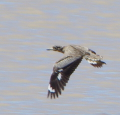 Burhinus vermiculatus