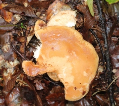 Lactarius scrobiculatus