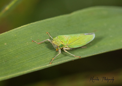 Draeculacephala inscripta