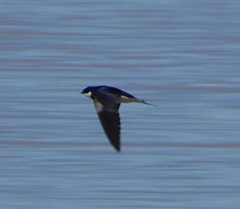 Hirundo albigularis