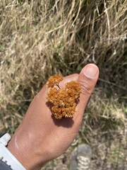 Achillea millefolium