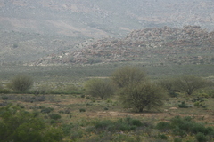 Prosopis glandulosa