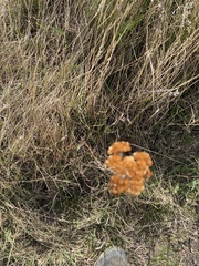 Achillea millefolium
