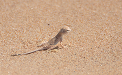 Phrynocephalus sakoi