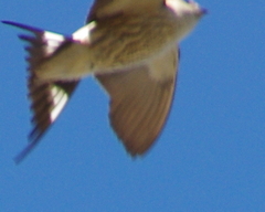 Cecropis cucullata