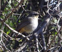 Cossypha caffra caffra