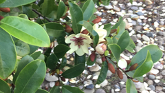 Magnolia figo