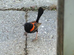 Malurus melanocephalus