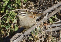 Emberiza capensis