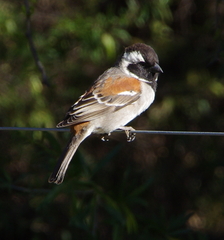 Passer melanurus melanurus