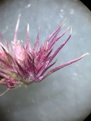 Amaranthus hypochondriacus