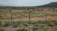 Atriplex lindleyi inflata