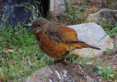 Monticola rupestris