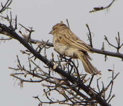 Emberiza impetuani