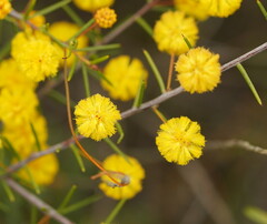 Acacia brownii
