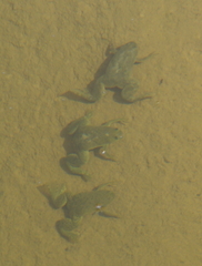 Xenopus laevis