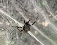 Dicronocephalus adamsi