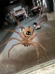 Neosparassus diana