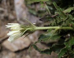 Schlagintweitia intybacea