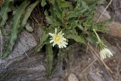 Schlagintweitia intybacea