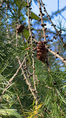 Larix decidua