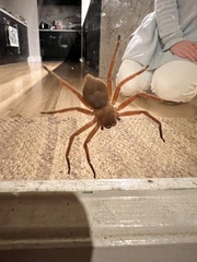Neosparassus diana