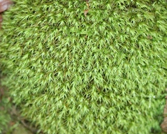 Bartramia pomiformis